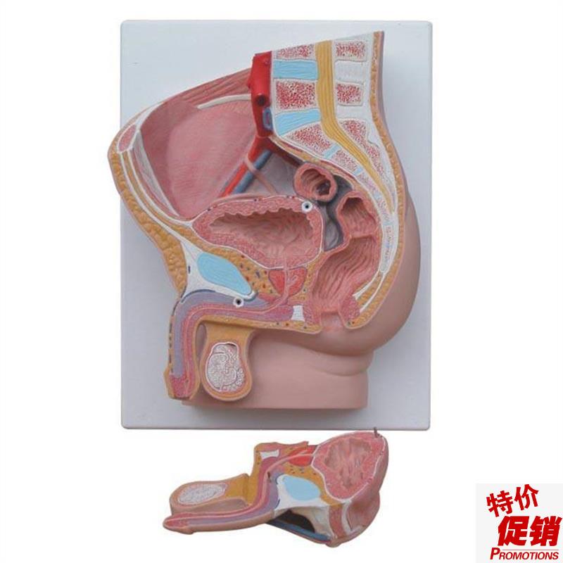 男性盆腔正中矢状解剖模型2件C人体盆腔切面解剖计生教具模型