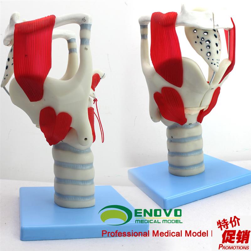 颐诺正品喉结构与功能放大模型耳鼻喉科五官科喉W模型声乐教学