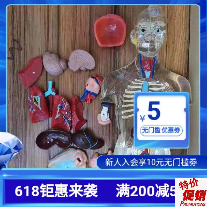 人体器官模型五脏六腑内脏可拆卸系统结构N医学色透明工厂直销
