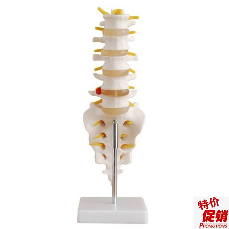 自然大腰椎带尾椎骨模o型1:1正常腰椎模型五节腰椎尾骨教学模型
