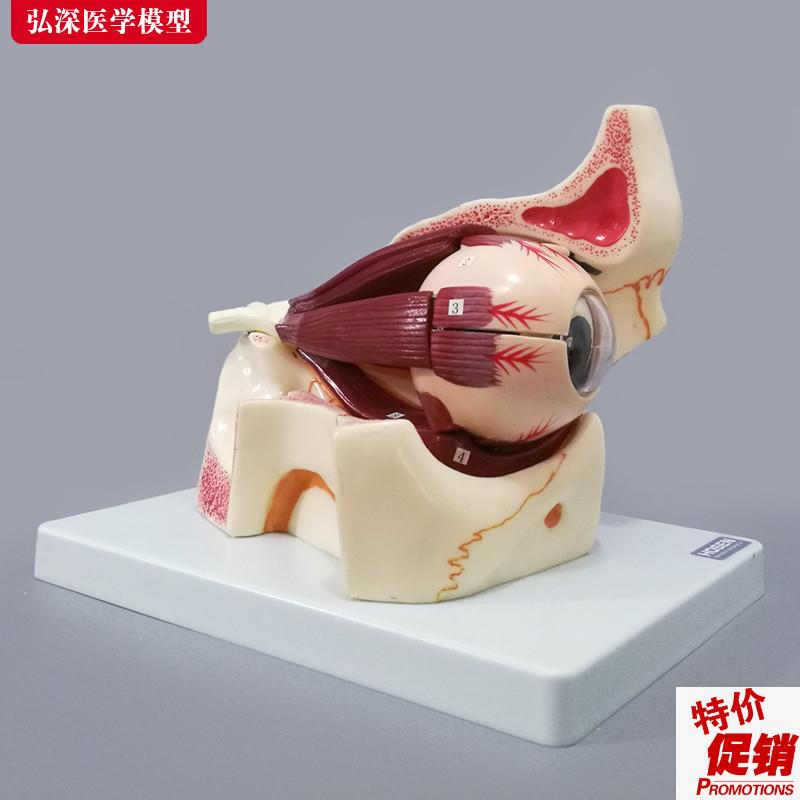 眼球模型眼眶放大眼外肌解剖眼睛肌E肉视神经眼部结构教学模具教