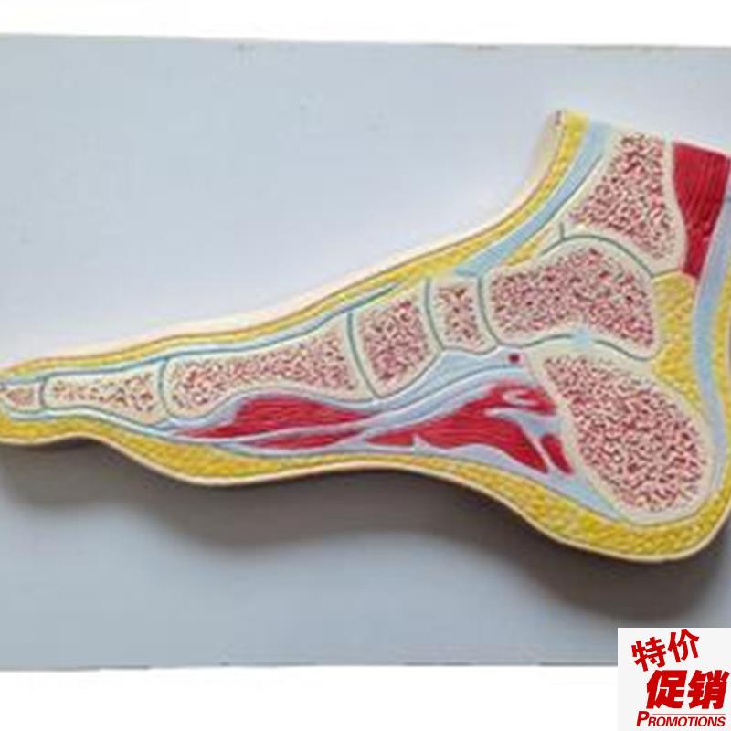 足关节剖面模型人t体脚部解剖训练练习标本