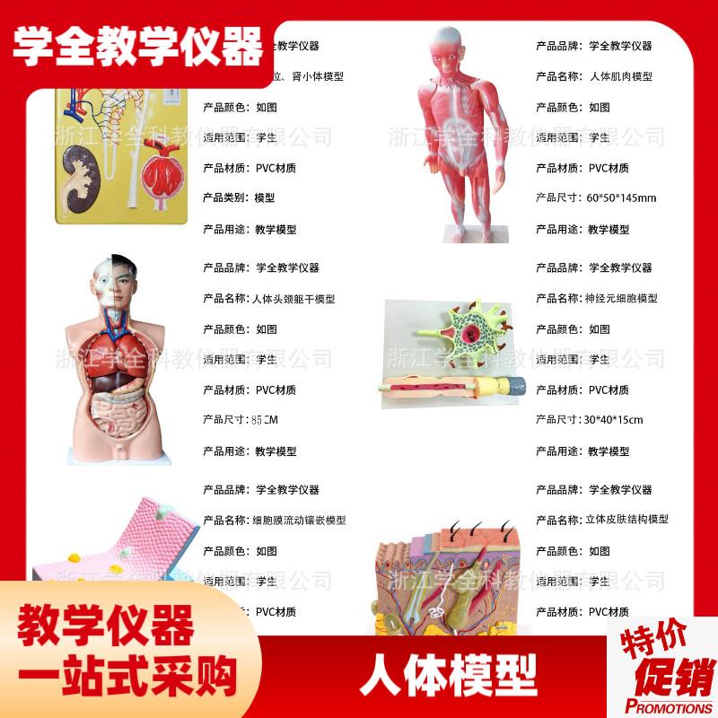 人体模型生物模型初高中生物实验器材H中学生物教学教学模型展示