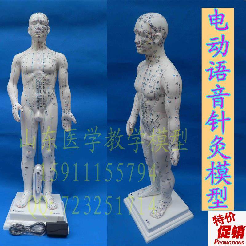 高级智能语音点读人体穴位模型正品保证语音点读人体针.灸经络模,玩具/童车/益智/积木/模型,其他模型玩具,淘宝优惠券,粉丝福利购,淘宝优惠卷