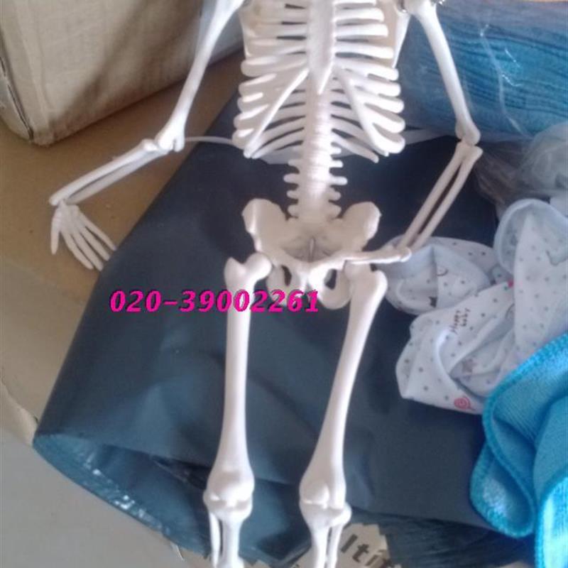 厂家特价美术医用艺用教p学静物绘画45cm人体骨骼模型骨架模型标