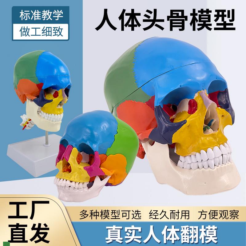 彩色人体头颅骨模型头骨s色性分离1:1仿真头骨模型附颈椎脑动脉