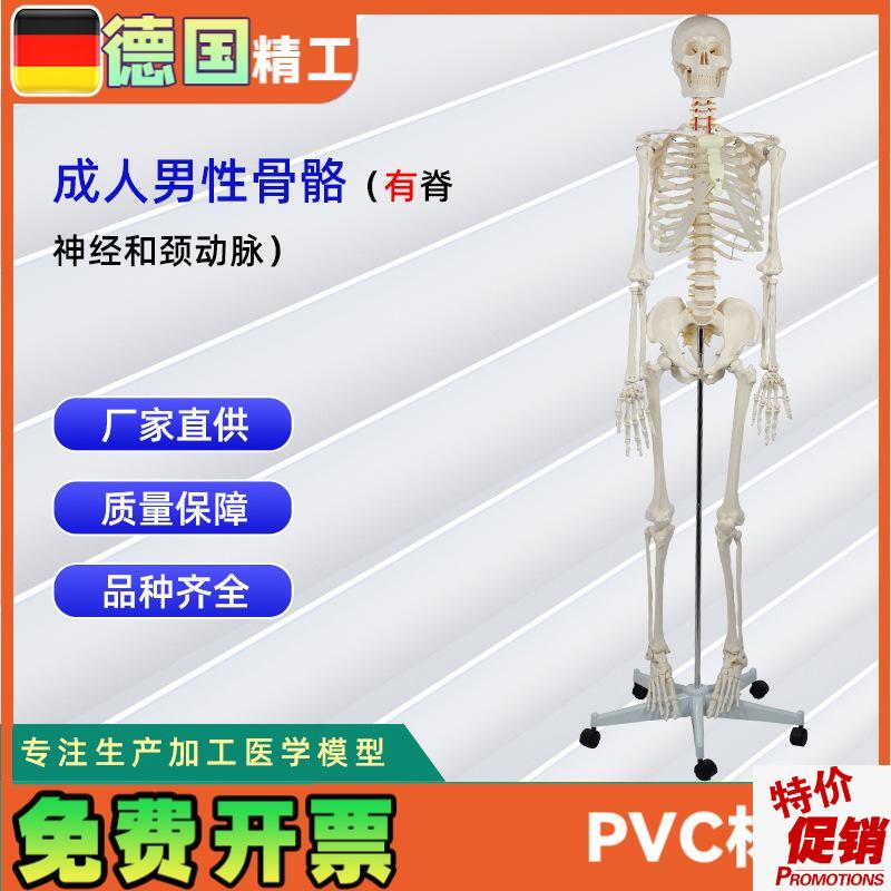 成人男性骨骼附脊神经和颈动脉无泡I沫盒包装人体骨骼教学模型