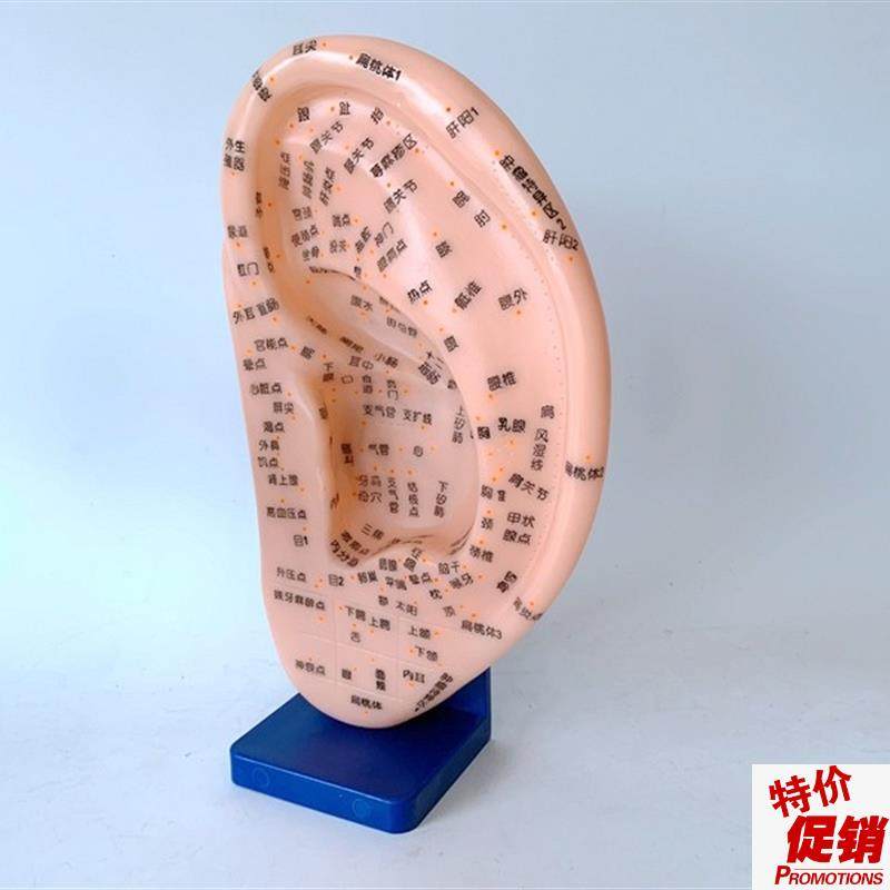 刻字耳针穴位模型24CM带底座针灸耳模耳朵模.型耳穴模型