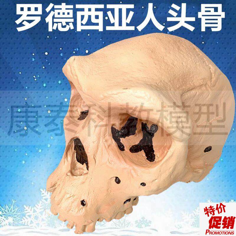 罗德西亚人头g骨模型古代人类骨髅头考古研究美术艺用仿真人种影