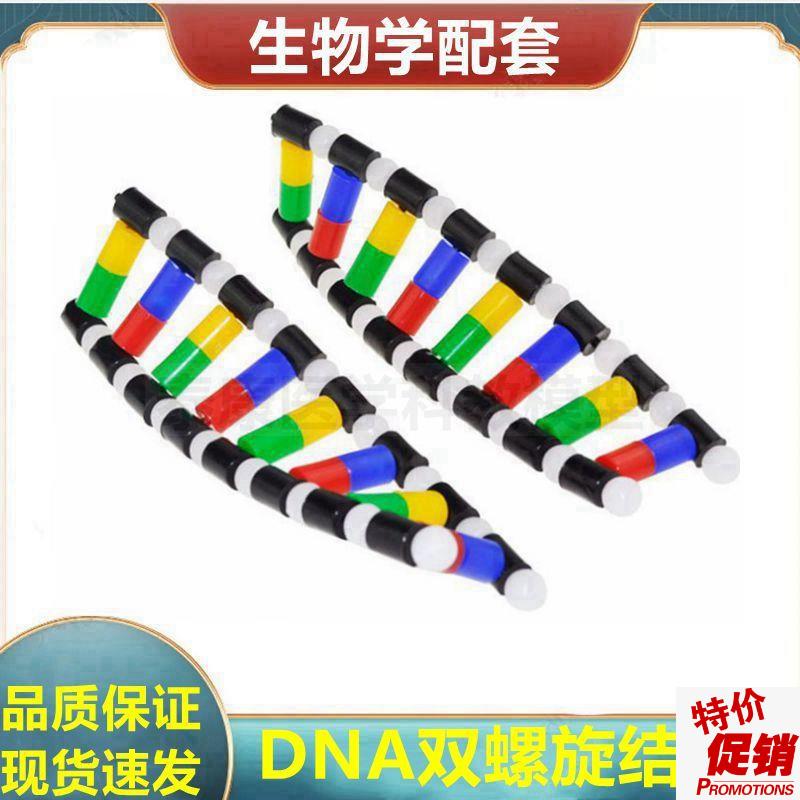 DNA模型脱氧核糖核酸生物课教学医I用实训蛋白质二级结构合成