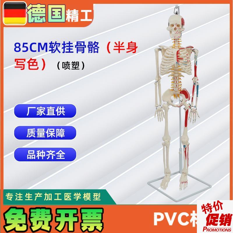 85CM软挂半身写色骨骼模N型(塑喷)仿真人体骨骼教学模型