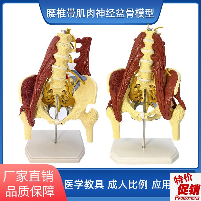 人体腰椎带肌肉骨盆模型盆骨腰间D盘突出产妇盆底肌修复演示骶骨
