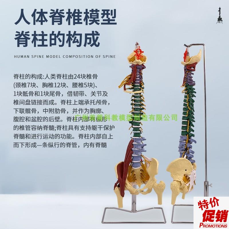 彩色80CM成人脊柱o模型附肌肉1:1比例人体脊椎带颈椎胸椎尾椎骨盆