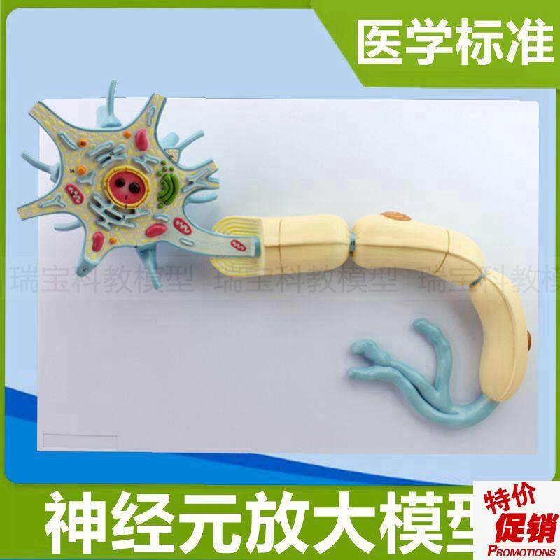 神经元模型神经细胞突触解v剖树突细胞核脊髓脊神经中枢医用教学