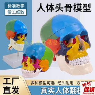 教学仿真1:1j人体颅脑解剖模型附颈椎及脑动脉彩色头骨色性分离