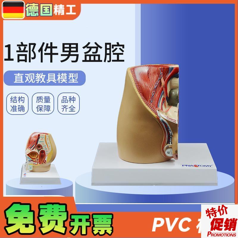 德国】成人小型男性矢o状解剖模型生殖系统男盆腔结构前列腺男科