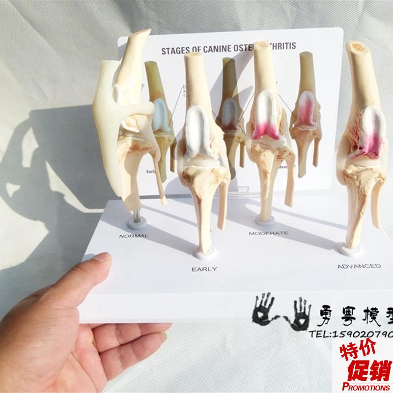 狗骨膝关节演示模型狗关节犬关节健康关节宠物关.节教学模型