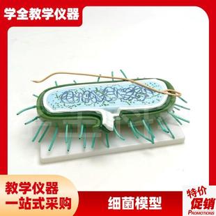 细菌模型高倍放大细o胞病毒细菌标本染色体鞭毛生物教学展示模型