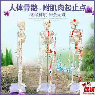 质量上乘新款85CM人体v骨骼模型骨架人体素描教学模型白骨观