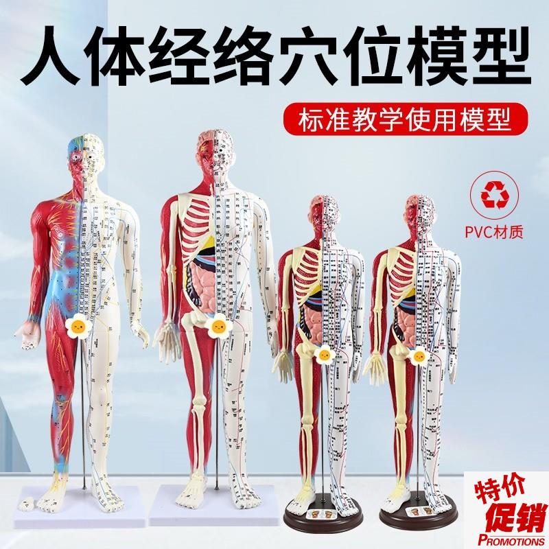 6085CM针灸人模型半皮半肌肉解剖人体穴位模型针灸X刻字超高清晰