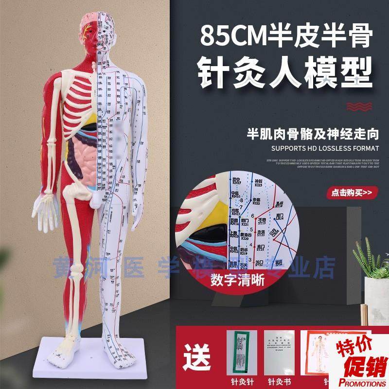 85cm半皮半肌肉解剖6r0CM人体穴位模型经络按摩男女针灸中医教学,玩具/童车/益智/积木/模型,其他模型玩具,淘宝优惠券,粉丝福利购,淘宝优惠卷