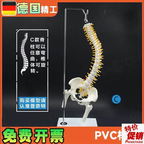 45cm人体脊椎带骨盆股骨骨骼C可弯曲挂式脊柱模型教学推拿正骨