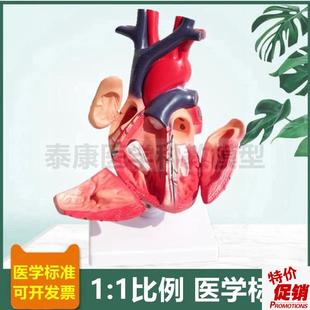 人体心脏模型可拆卸带标识临床医用B超彩超影像教T学1比1仿真血管