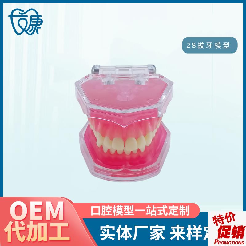 28拔牙模型g人体牙齿结构解剖模型口腔牙模具仿真牙科教学牙模型