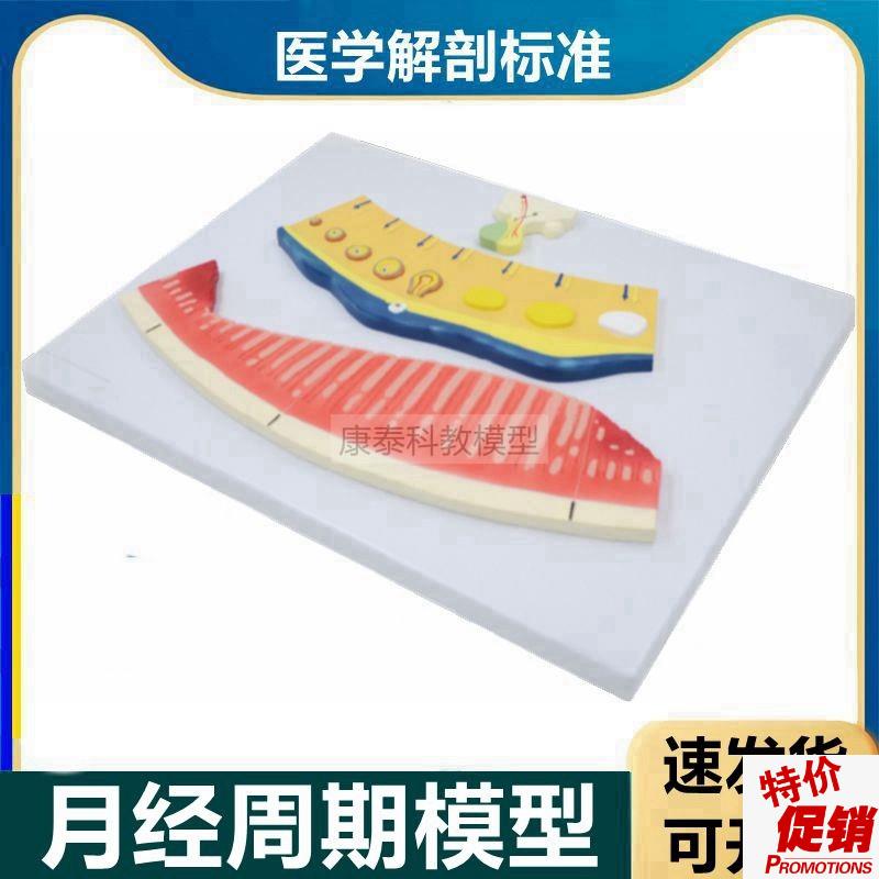 月经周期模c型卵巢周期变化黄体功能卵巢解剖放大卵泡生理子宫生