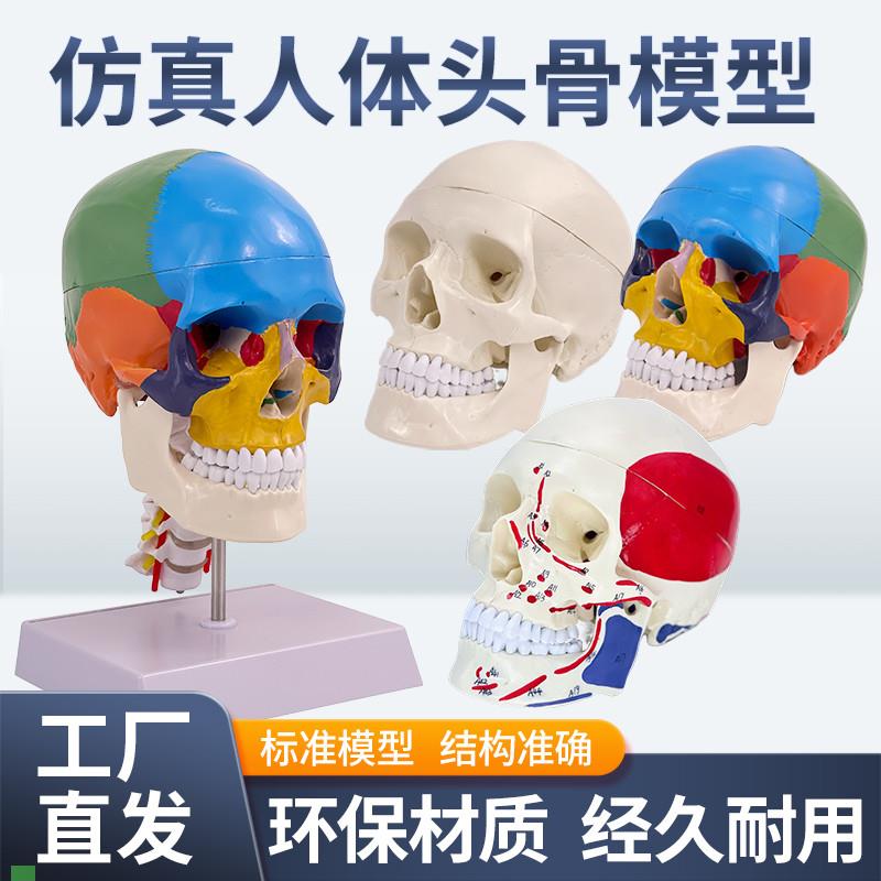 头骨模型人体头颅骨骼成人1:1头骨E可拆卸美术素描道具医学生教学