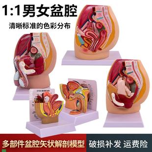 男女性盆a腔矢状解剖模型男女性生殖器官女性生殖泌尿系统子宫模