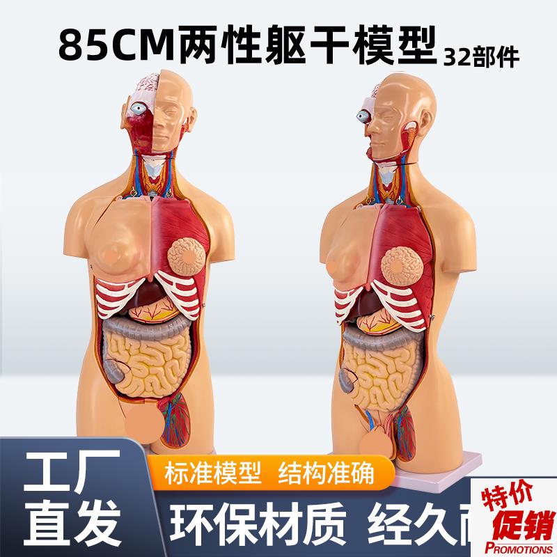 85CM两性躯干模型解p剖器官结构造医学可拆32件人体内脏解剖男女