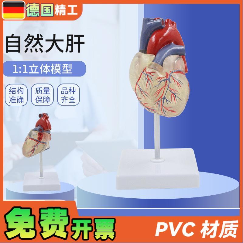 德国】透明心脏模型血管透明肺气管支气管M树连心脏模型透明肺段