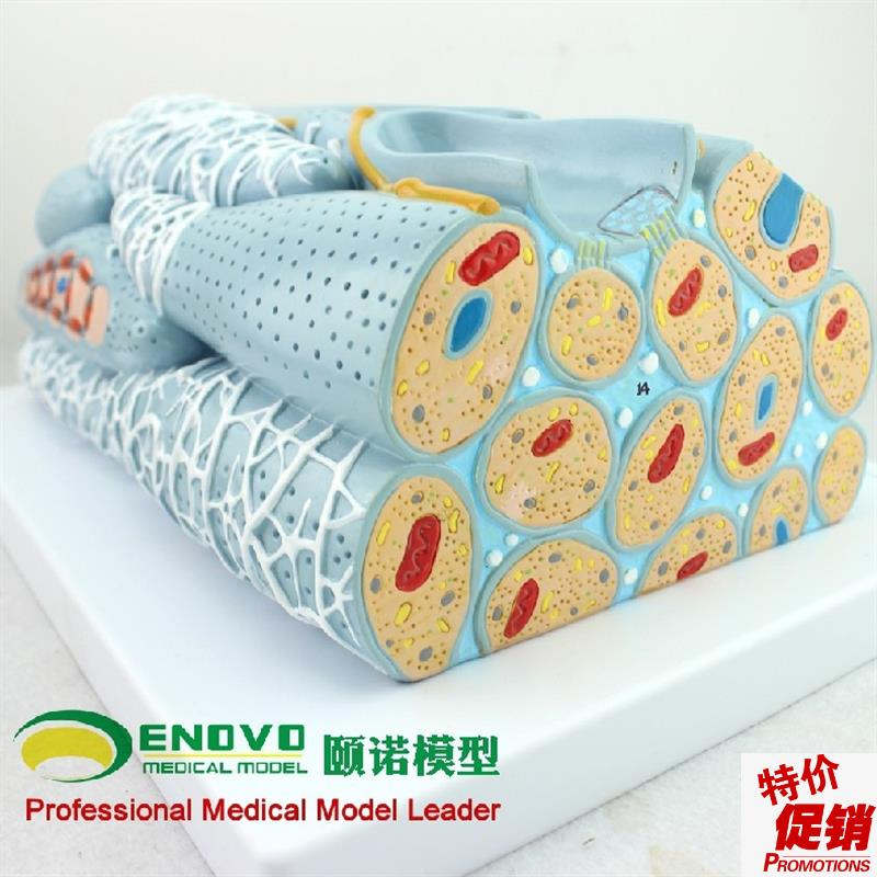 ENOVO颐诺平k滑肌组织模型微观模型医学人体肌肉模型心内脏肌医学