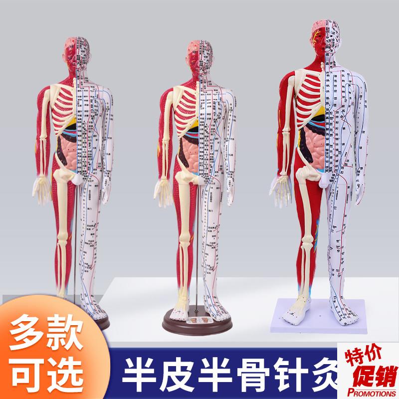 刻字超高清晰f人体穴位模型针灸按摩教学模型60CM半皮半肌经络模
