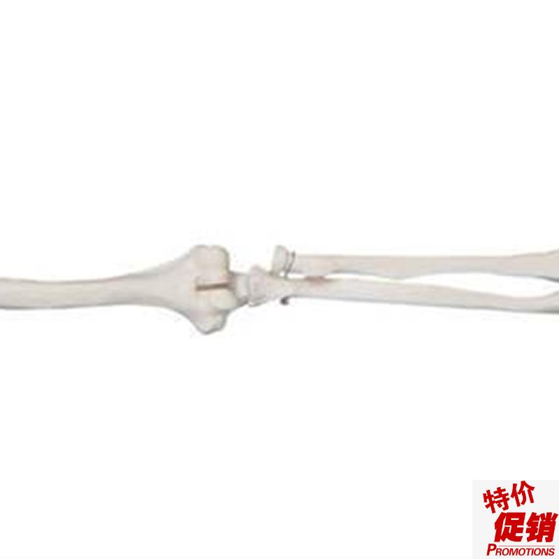 自然大上肢骨模型骨骼模型肢骨模型手S骨模型解剖模型