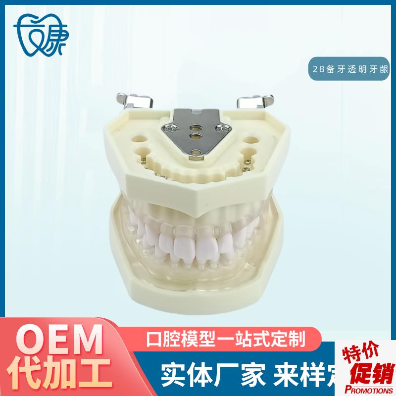 口腔教学牙齿模型牙科可拆卸28备牙模型练习软T牙龈28颗树脂牙