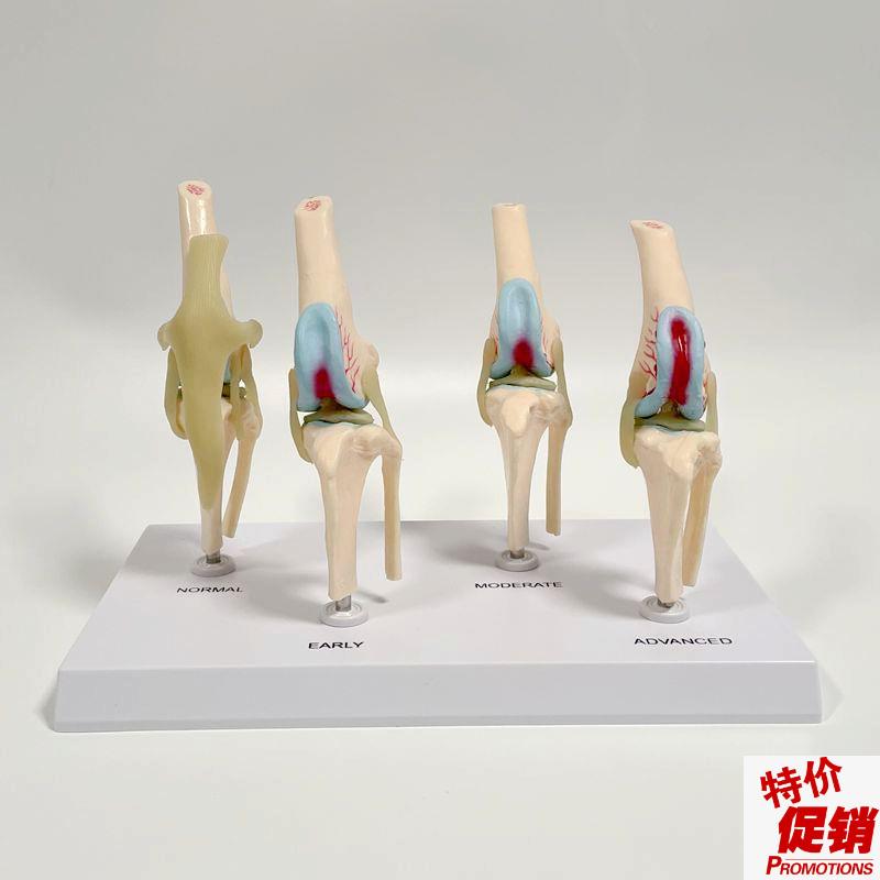 犬膝关节a模型健康病理变化软骨韧带宠物医院用兽医仿真动物骨损