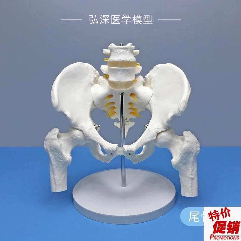人体骨盆带二节腰k椎模型尾骨骼可活动股骨盆骨科关节神经医学教