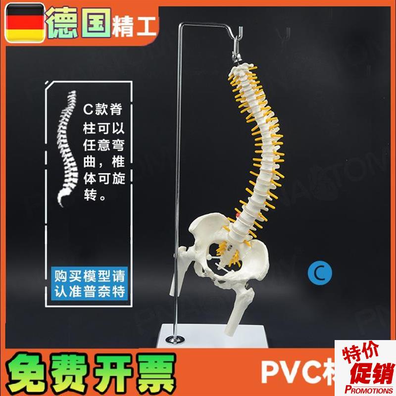 45cm人体脊椎带骨盆股骨骨骼可弯G曲挂式脊柱模型教学推拿正骨