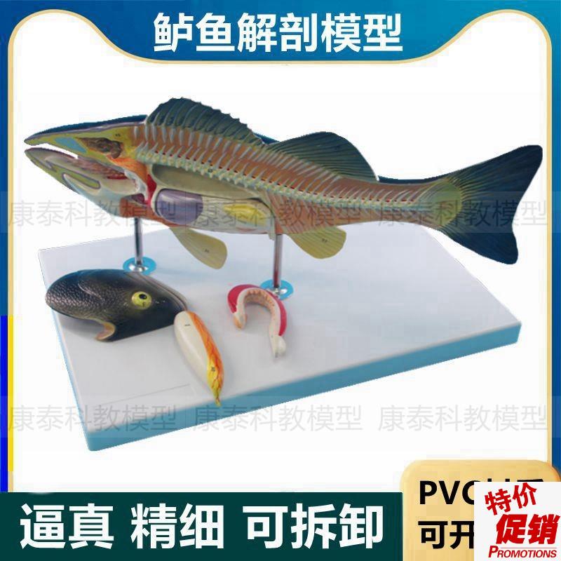 鱼解剖模型鲈h鱼内脏可拆卸标识水产教学标本研究鲫鱼放大模型仿