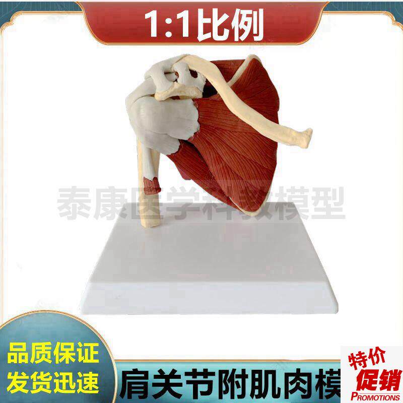 肩关节模型功能j韧带肌肉锁骨肩胛骨肱骨医用展示膝关节髋关节康