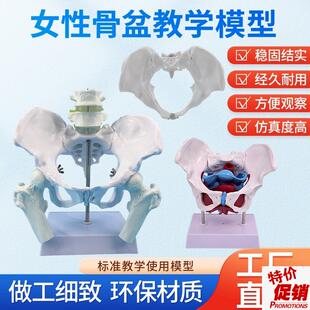 可活动女性骨盆标本模型髂骨坐骨耻骨F产后康复盆底肌教学演示模