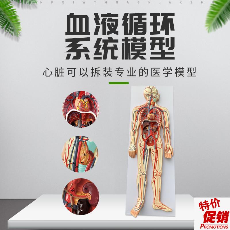人体血液循环系统模型全身内脏器A官解剖教学教具心脏血管演示模