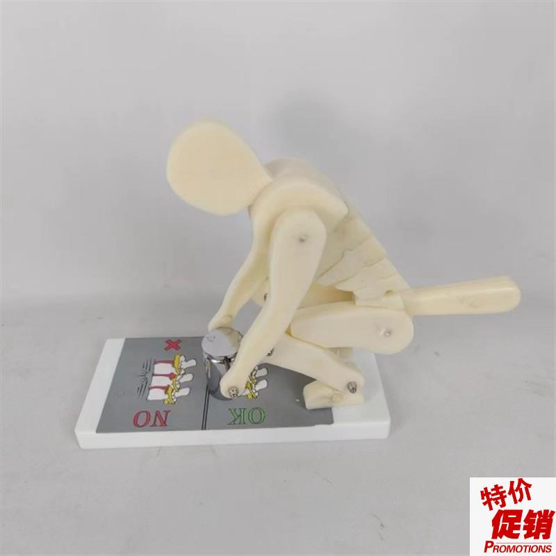 人体弯腰举重脊椎受力演示u模型健身重物正确姿势演示腰部腰椎保