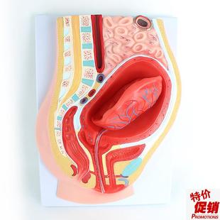 ENOVO颐诺胎盘剥离模型模型组织胚胎胎儿妇产科教学plUacenta培训