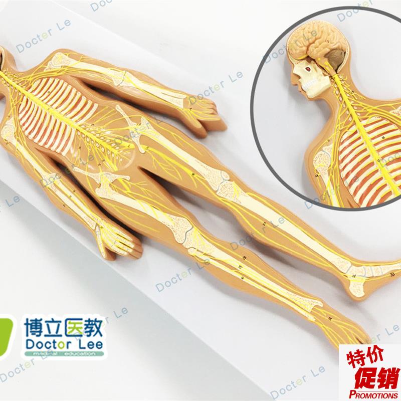 医学人体神经系统解剖模型人体解部系统神经模型教Y学演示教具