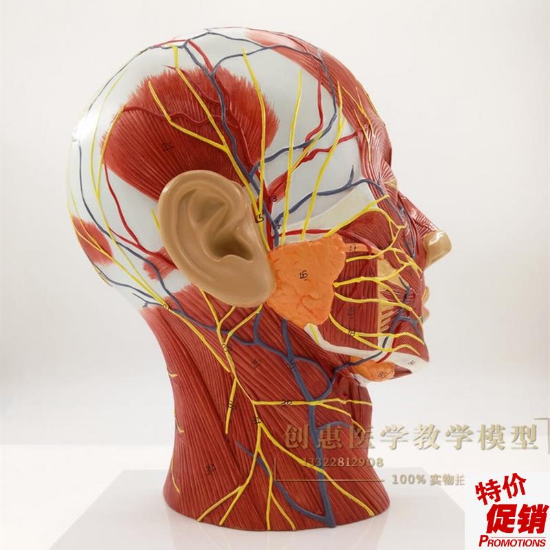 教学仿真头部浅j表神经血管模型头部付脑血管神经标本面部肌肉结