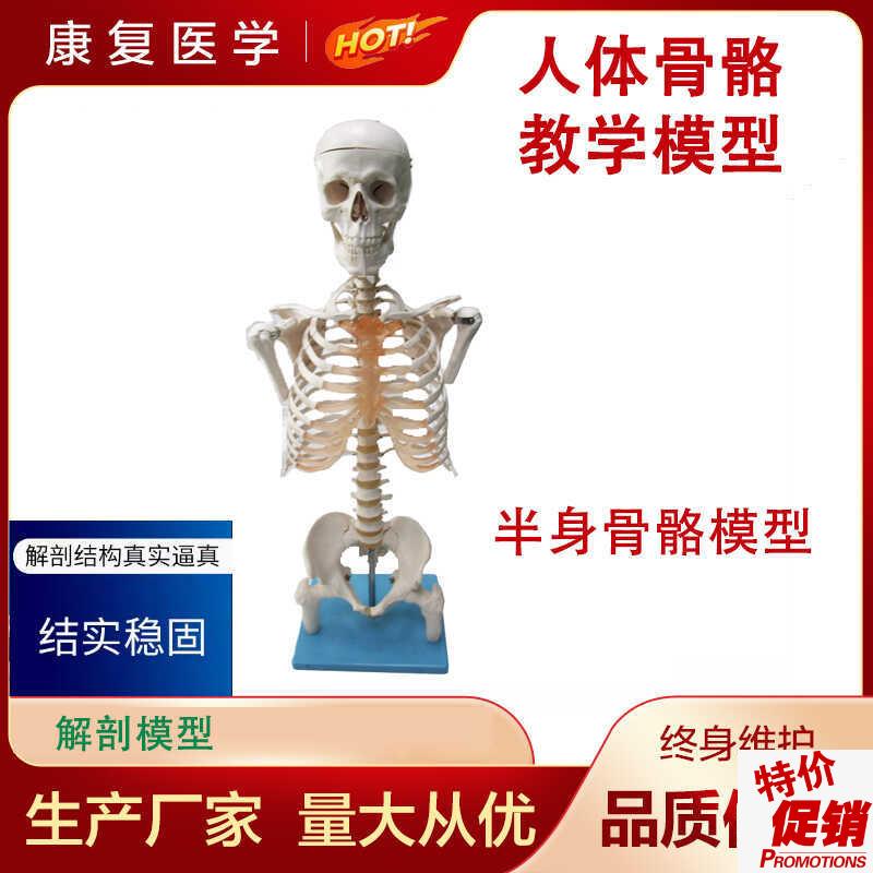 半身骨架人体模型成人骷髅教学模型脊椎模U型半身骨骼模型