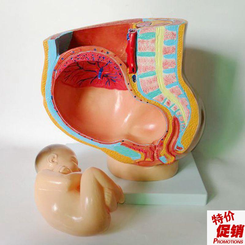 足月妊娠腹盆腔剖k面剖宫产胎儿助产示教妇幼产科教学产道分娩过